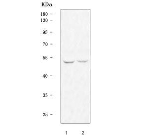 TFDP2 Antibody / Transcription factor Dp-2