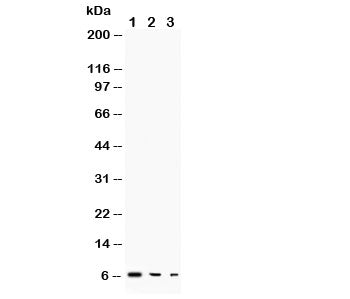 TGF alpha Antibody