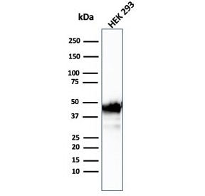 CKB Antibody / Creatine kinase B