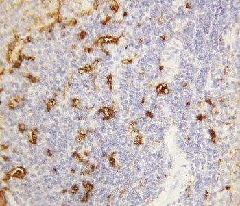 IHC-P: Alpha Amylase 1 antibody testing of rat spleen tissue