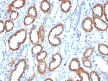 Thrombospondin Antibody / THBS1