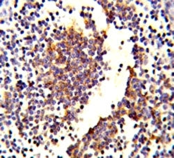 Complement C7 Antibody
