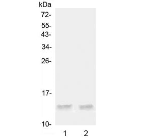 Ccl20 Antibody / Mip-3 alpha