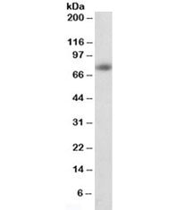 APP Antibody