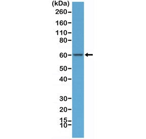 Western blot testing of human HeLa cell lysate with recombinant AMPK alpha 1 antibody at 1:100 dilut