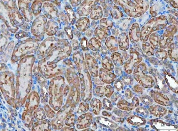 IHC staining of FFPE rat kidney tissue with Kallikrein 7 antibody. HIER: boil tissue sections in pH8