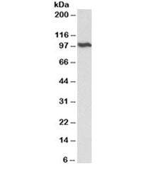 Western blot testing of HeLa lysate with VCP antibody at 0.01ug/ml. Predicted/observed molecular wei