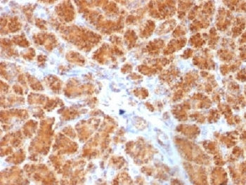 IHC testing of FFPE human pancreas with Clathrin Light Chain antibody (clone SPM174). Required HIER: