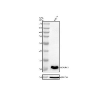 Western blot analysis of NDUFA1 using anti-NDUFA1 antibody. Lane 1: human THP-1 whole cell lysates. 