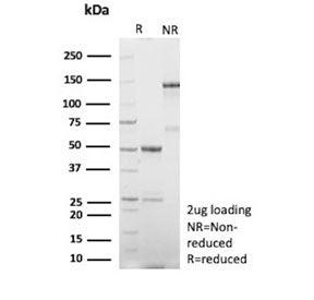 SDS-PAGE analysis of purified, BSA-free recombinant Human Nuclear Antigen antibody (r235-1) as confi