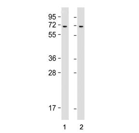 Western blot testing of human 1) HeLa and 2) K562 cell lysate with YTHDF3 antibody. Predicted molecu