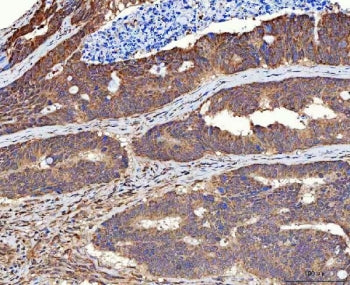 MMS19 Antibody