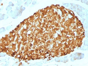 IHC staining of FFPE human pancreas tissue with Chromogranin A antibody (clone CHGA/798). HIER: boil