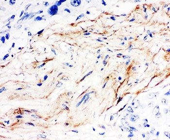 Decorin Antibody