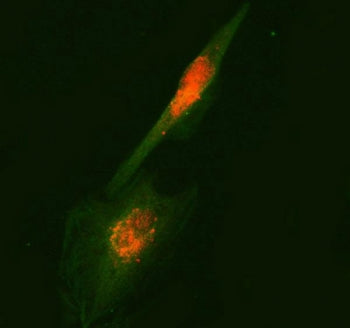 RUFY2 Antibody / RUN and FYVE domain-containing protein 2