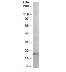 IL-17 Antibody