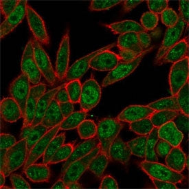 Immunofluorescent staining of PFA-fixed human HeLa cells using NOC4L antibody (green, clone PCRP-NOC