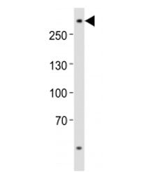 ABCA2 Antibody