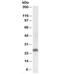 Western blot testing of human placenta lysate with Apom antibody at 0.5ug/ml. Predicted molecular we
