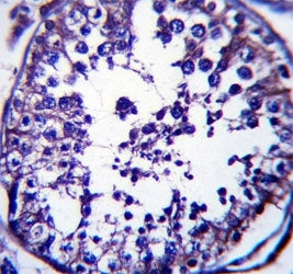 RAB5C antibody immunohsitochemistry analysis in formalin fixed and paraffin embedded human testis ti