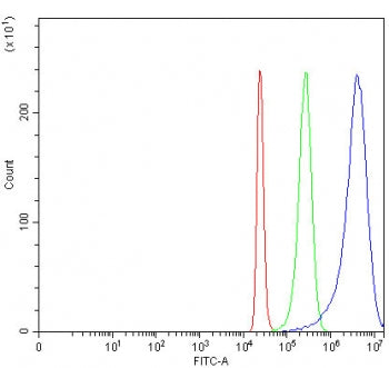 NARF Antibody / Nuclear prelamin A recognition factor