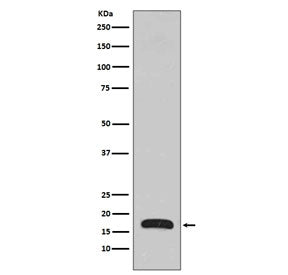 ARPC5 / p16 ARC Antibody