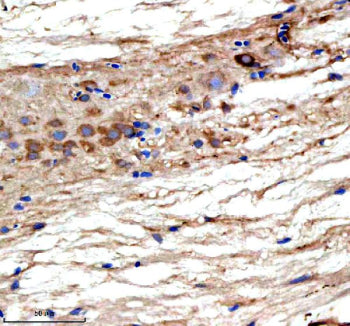 Immunohistochemical analysis of Ttc28 protein using Ttc28 antibody and paraffin-embedded zebrafish s