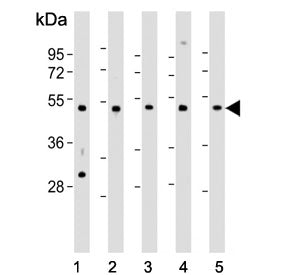 Cdc37 Antibody