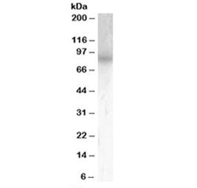 PDE4B Antibody