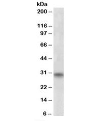 FHL3 Antibody