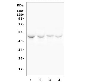 Western blot testing of human 1) HEK293, 2) K562, 3) A431 and 4) U-87 MG cell lysate with HDAC3 anti