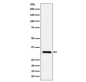 Western blot testing of mouse lung tissue lysate with Interleukin 33 antibody. Predicted molecular w