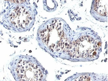 IHC staining of FFPE human testis tissue with HGAL antibody (clone HGAL/830). HIER: boil tissue sect