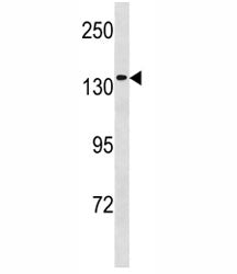MCM9 Antibody