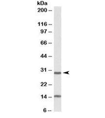 Western blot testing of mouse heart lysate with Sirt3 antibody at 0.3ug/ml. The expected ~28kDa band