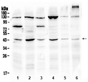 SPARC Antibody