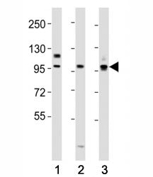 PROX1 Antibody