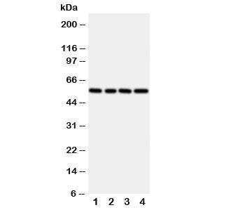TXNRD2 Antibody