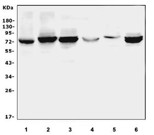 Western blot testing of 1) rat lung, 2) rat thymus, 3) rat spleen, 4) mouse lung, 5) mouse testis an