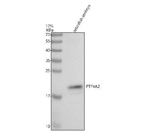 Western blot analysis of Ptp4a2 protein using Zebrafish Ptp4a2 antibody and zebrafish embryo tissue 
