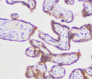 IHC testing of FFPE human placenta with recombinant PLAP antibody (clone KSUP-2R).