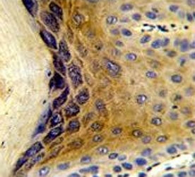 IHC testing of FFPE human skin tissue with C1QTNF1 antibody. HIER: steam section in pH6 citrate buff