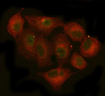 Immunofluorescent staining of FFPE human A549 cells with JAK2 antibody (green) and Beta Tubulin anti