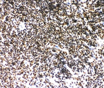 SIRT7 Antibody