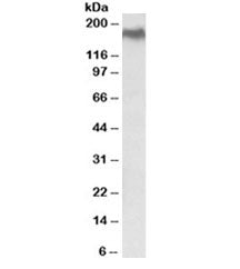 Western blot testing of HEK293 lysate with NPC1 antibody at 0.5ug/ml. Predicted molecular weight ~14