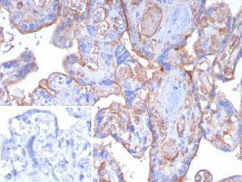 IHC staining of FFPE human placental tissue with CD141 antibody (clone THBD/8188R). Inset: PBS used 