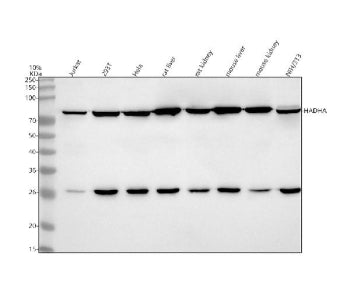 Western blot analysis of HADHA using anti-HADHA antibody. Lane 1: human Jurkat whole cell lysates, L
