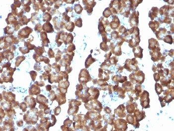 IHC: Formalin-fixed, paraffin-embedded rat pancreas stained with Ornithine Decarboxylase antibody (O