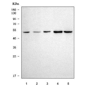SPOP Antibody / Speckle-type POZ protein