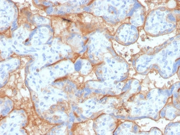 IHC staining of FFPE human placenta with recombinant EGFR antibody (clone GFR/4563R). HIER: boil tis